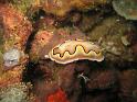 Doris de co - Chromodoris coi
